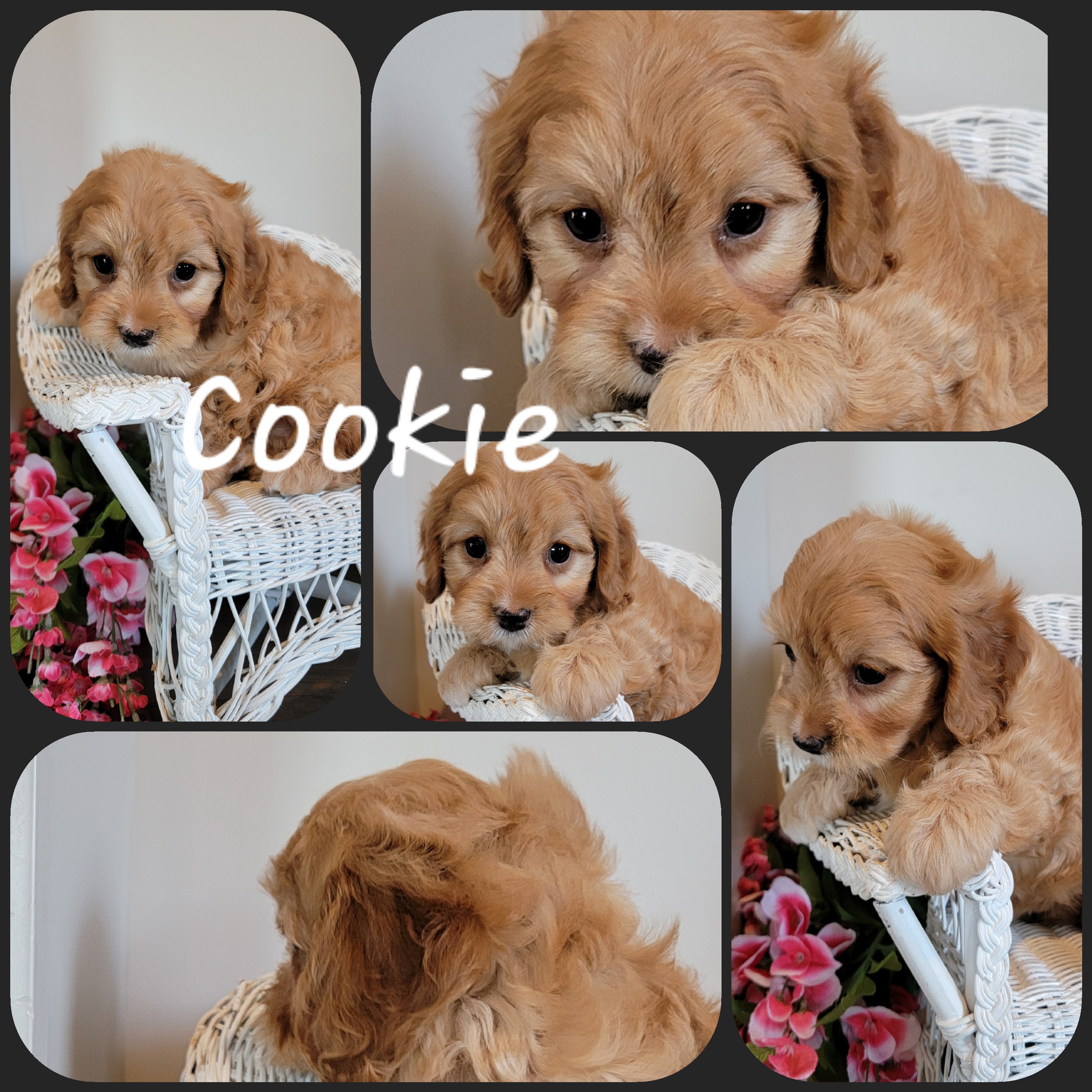 puppy, for, sale, Cava-Poo, Loren & Elaine  Nolt, dog, breeder, East Earl, PA, dog-breeder, puppy-for-sale, forsale, nearby, find, puppyfind, locator, puppylocator, aca